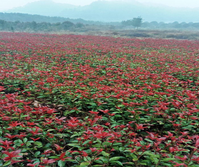 紅葉石楠